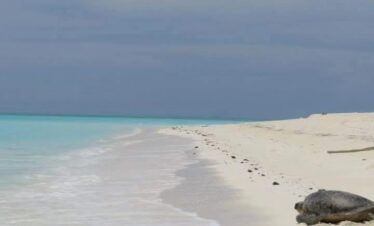 Bahari Royal 8 jours : Diani Beach – Île Wasini – Tsavo Est – Île Funzi – Diani Beach