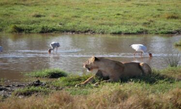 Safari Grand Aventure Tanzanie Serengeti – Selous 14 Jours