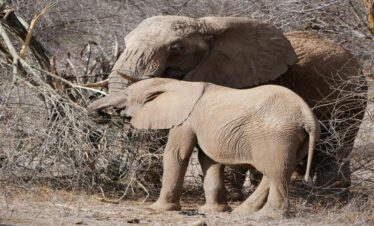 Bahari Royal 8 jours : Diani Beach – Île Wasini – Tsavo Est – Île Funzi – Diani Beach