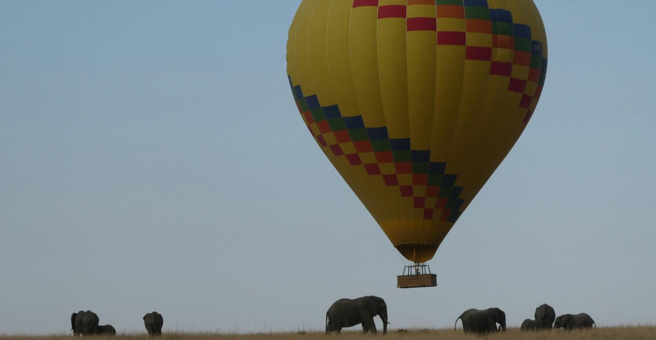 La Grande Migration dans la Réserve Nationale du Maasai Mara — 2026 🐃🌍