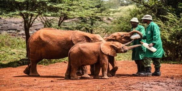 1 Jour – Parc National de Nairobi, Orphelinat des Éléphants, Giraffe Centre, Musée Karen Blixen & Restaurant Carnivore