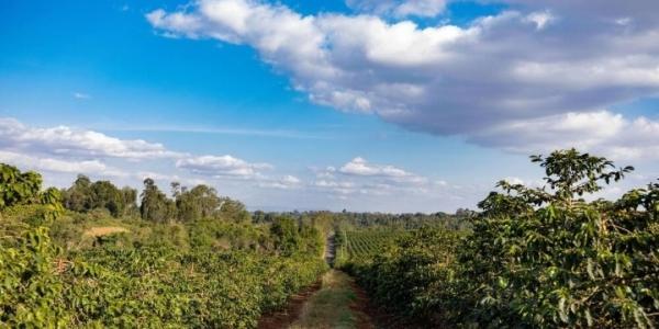1 Jour – Visite du Domaine Caféier de Karunguru